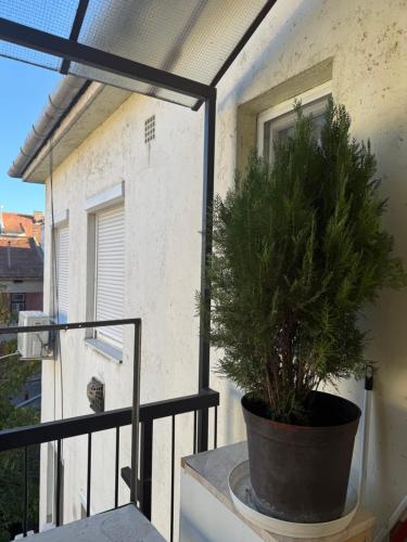 a plant in a pot on a balcony at Szeged Sunshine Apartman in Szeged