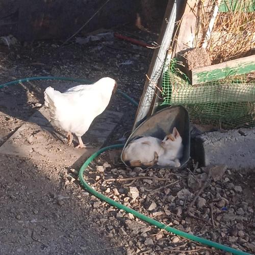 Άλλα ζώα σε αυτό το διαμέρισμα ή στη γύρω περιοχή