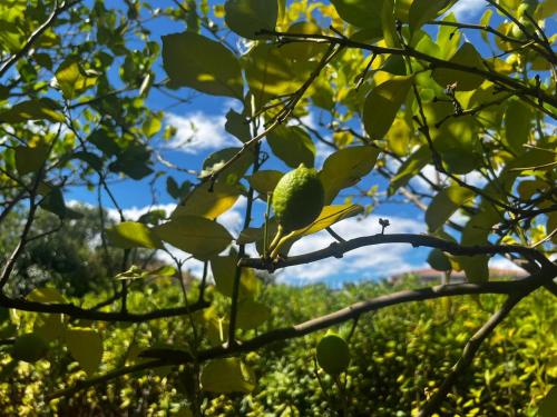 a green bird perched on a tree branch at Sicily in Love - Rooms and Apartment - Pedara Catania Etna in Pedara