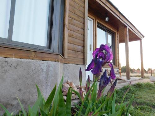 a purple flower in front of a house at Cabañas Ayres de Campo in San Andres de las Sierras