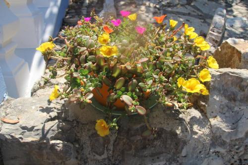 a plant in a pot on a rock at Villa Bettina 1st floor in Afionas