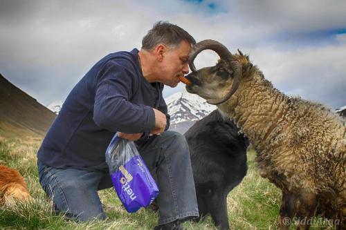 a man kissing a sheep in a field at Guesthouse Birkifell in Nesjum