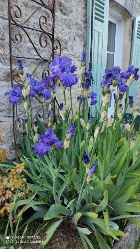 a bunch of purple flowers in front of a window at Gîte Bienvenue chez Naty in Audrieu