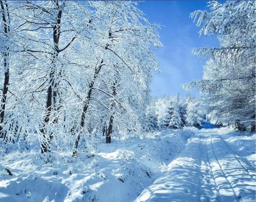 a snow covered forest with trees and a road at Ski Apartmán Salomon in Loučná pod Klínovcem