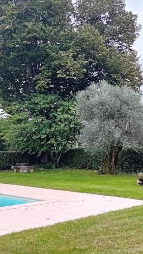 a park with a tree and a swimming pool at Casa da Tília in Caxarias