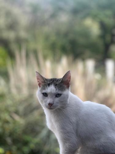 a white cat is looking at the camera at Tenuta Gran Bosco in Loro Piceno