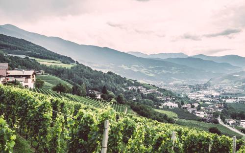 a view of a vineyard in a valley with mountains at ADLER Historic Guesthouse in Bressanone