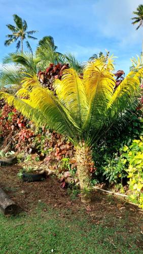 a palm tree in a garden with bushes at AerowView Home Retreat in Matei