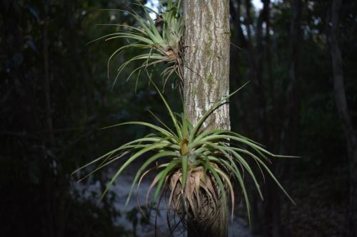 a palm tree growing on the side of a tree at Eco Aldea kinich Ahau in Xpujil