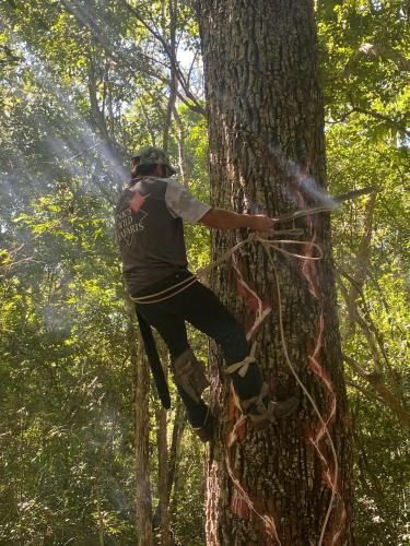 a man is climbing a tree with a hose at Eco Aldea kinich Ahau in Xpujil