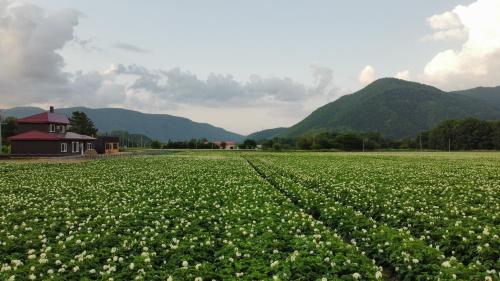 a large field of flowers in front of a barn at Farm Stay Ezura Farm in Engaru
