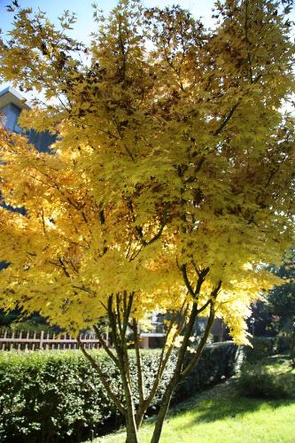 a tree with yellow leaves in a yard at Bilocale Indipendente in Milan