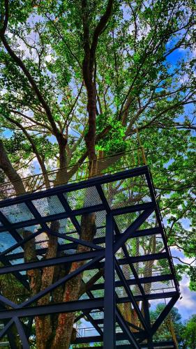 a tree with a ladder in front of it at Cabaña V Moderna y Memorable Corotú Garden in Boquete