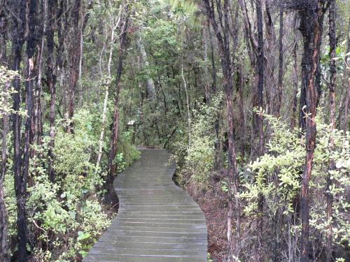 a wooden path in the middle of a forest at Kepplestone by the Sea - The Catlins in New Haven