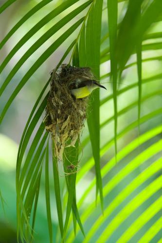 ホテルの敷地内または近くにいる動物