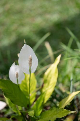 a close up of a white flower in the grass at Umah Lusa in Munduk