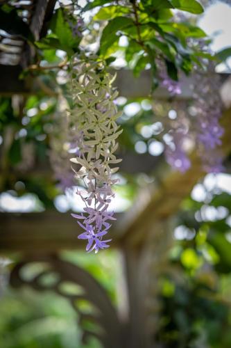 a bunch of purple flowers hanging from a tree at Umah Lusa in Munduk