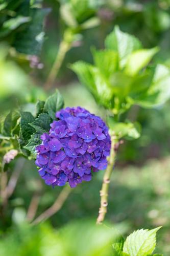 a purple flower on a plant at Umah Lusa in Munduk