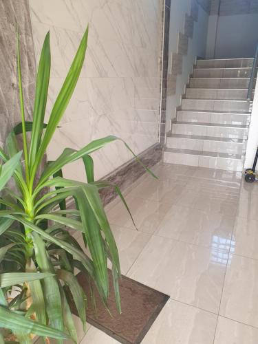 a plant sitting in front of a set of stairs at Small cute single room A2 in Pancevo in Pančevo