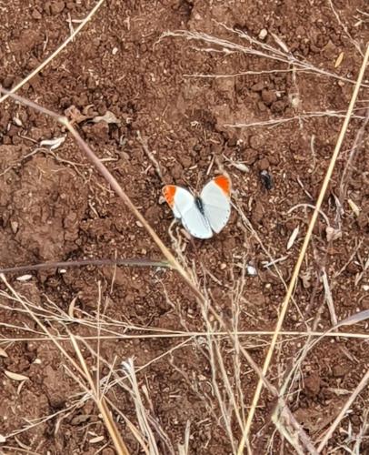 a butterfly sitting on the ground in the dirt at The Bird House in Kampersrus AH