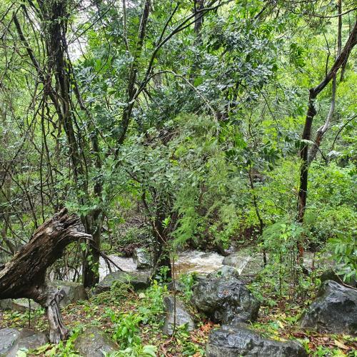 a wooded area with rocks and trees at The Bird House in Kampersrus AH