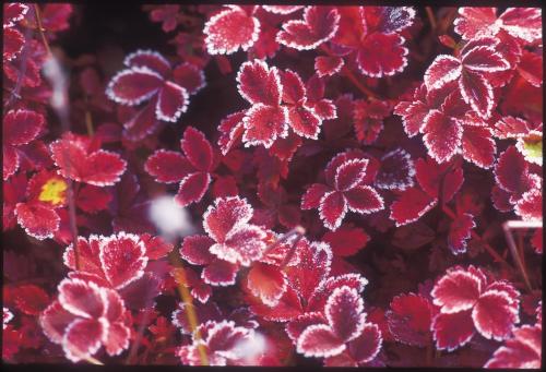 a group of red flowers are shown at La Vista Daisetsuzan in Higashikawa