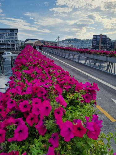 a bunch of pink flowers on the side of a road at Brygga B&B Trondheim sentrum, privat rom i vårt hjem in Trondheim