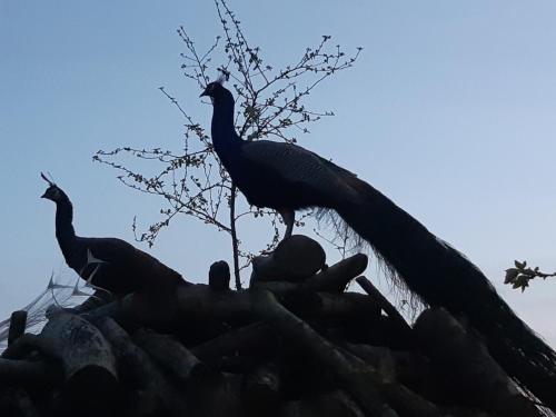 two peacocks standing on top of a roof at Gite isigny omaha in Saint-Germain-du-Pert