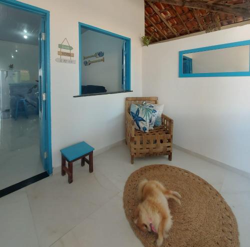 Domácí mazlíčci ubytovaní s hosty v ubytování Casa Grécia Jericoacoara