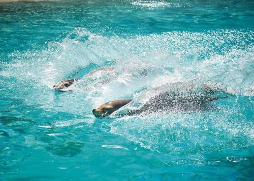 Un dauphin joue dans l'eau dans l'établissement Grande maison tout confort 24 h - jardin et calme, à Voivres-lès-le-Mans