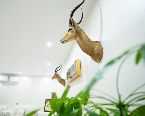 別荘の敷地内または近くにいる動物