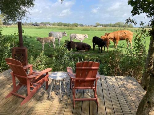 a group of cows standing in a field with a table and chairs at RUSTIG landelijk chalet met panoramaview & comfort in Dronrijp