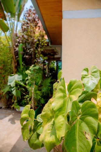 a large green plant sitting next to a building at HIde Flowers Residence in Gasanze