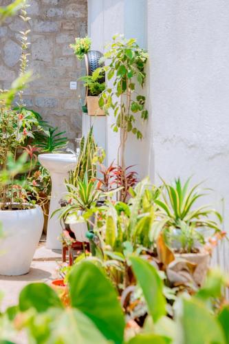 a bunch of potted plants in a room at HIde Flowers Residence in Gasanze
