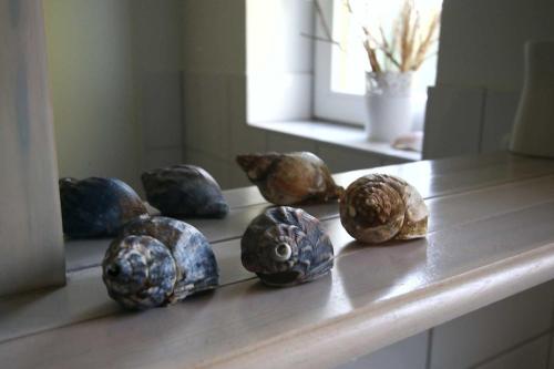 a group of seashells sitting on top of a counter at Seeadler 3 - Süssau in Süssau