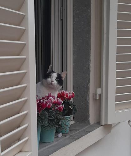 a cat sitting on a window sill next to flowers at Appartamento Fanciullacci in Montelupo Fiorentino