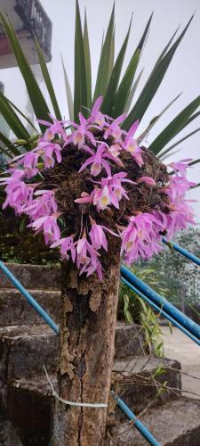 a plant with pink flowers on top of some steps at Tranquil Retreat Homestay in Ghum