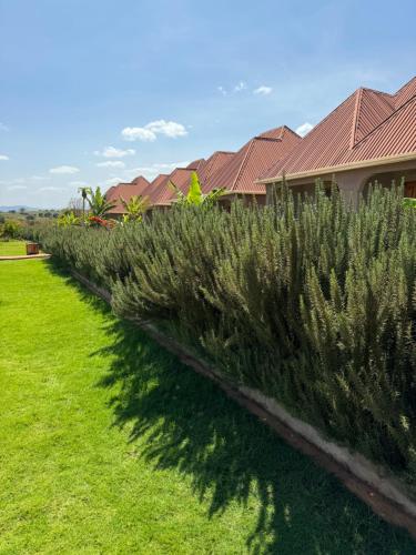 a row of plants in front of a house at Heart and Soul Lodge in Karatu