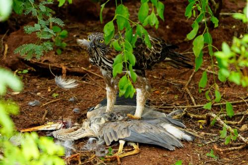 a bird standing on top of a dead bird at Bundala Flamingo Cotteges in Hambantota