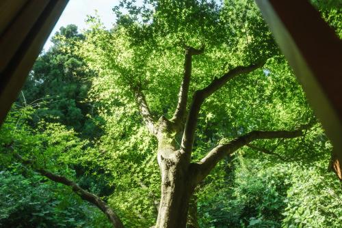 a tree looking up into the canopy at log&sauna 和 - nagomi, wakayama - in Kinokawa