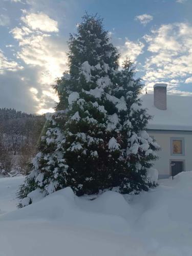 a snow covered christmas tree in front of a house at Ubytování ve Mlýně in Kladenské Rovné