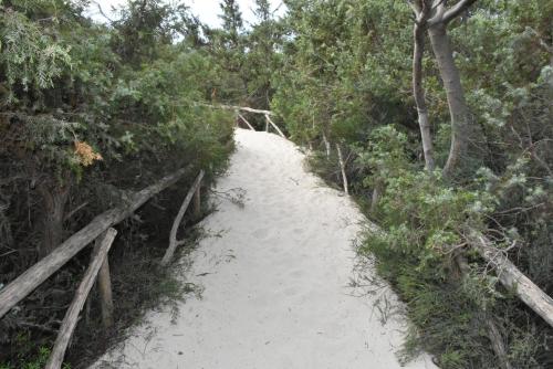 a sandy path in the middle of a forest at Hotel Villa del Sole in Porto Cesareo