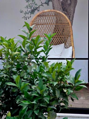 a bush next to a rattan chair next to a tree at Luna Mare Boutique Seaside in Borsh