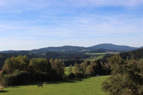 a group of cows grazing in a grassy field at Familienferienhof Kroner in Zwiesel