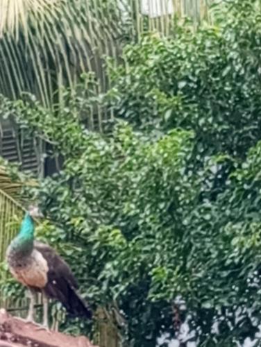 a peacock standing on top of a tree at Dishari Tangalle in Tangalle