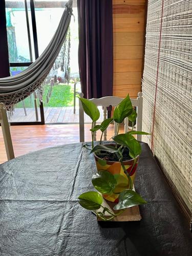 a plant sitting on top of a table at Cabaña soles in Manuel Alberti