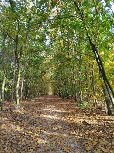 a path in the woods with leaves on the ground at Chalet De Maanvaren in Hattemerbroek
