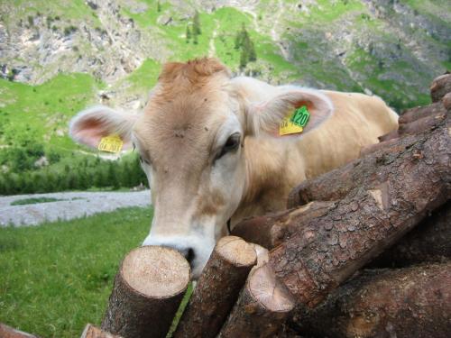Fotografie z fotogalerie ubytování Haus Stein v destinaci Oberstdorf