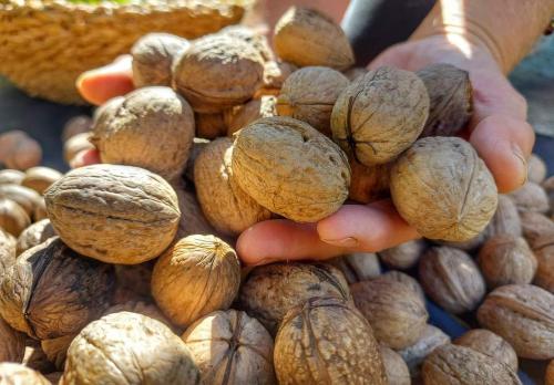 a person holding a pile of walnuts at Villa Bianca in Tramonti