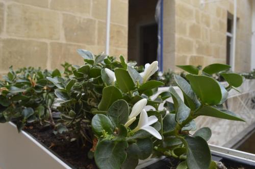 Giardino di Blue House 9 Rooms & Breakfast
